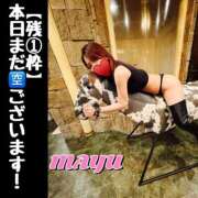 ヒメ日記 2026/01/25 07:16 投稿 まゆ セグレターリオ