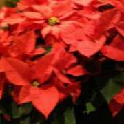 ヒメ日記 2024/12/09 06:33 投稿 しま 熟女の風俗最終章 池袋店