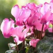 ヒメ日記 2024/12/09 16:00 投稿 しま 熟女の風俗最終章 池袋店