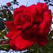 ヒメ日記 2025/01/21 00:53 投稿 しま 熟女の風俗最終章 池袋店