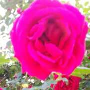 ヒメ日記 2025/03/06 01:17 投稿 しま 熟女の風俗最終章 池袋店