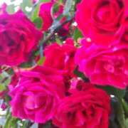 ヒメ日記 2025/03/22 00:52 投稿 しま 熟女の風俗最終章 池袋店