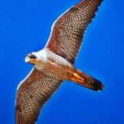 ヒメ日記 2025/03/24 00:18 投稿 しま 熟女の風俗最終章 池袋店