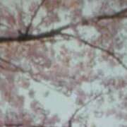 ヒメ日記 2025/03/25 13:24 投稿 しま 熟女の風俗最終章 池袋店