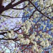 ヒメ日記 2025/04/12 15:45 投稿 しま 熟女の風俗最終章 池袋店