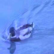 ヒメ日記 2025/04/29 10:02 投稿 しま 熟女の風俗最終章 池袋店