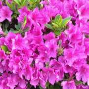 ヒメ日記 2025/05/04 22:13 投稿 しま 熟女の風俗最終章 池袋店