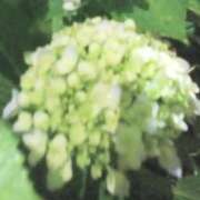 ヒメ日記 2025/05/31 14:55 投稿 しま 熟女の風俗最終章 池袋店