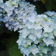 ヒメ日記 2025/06/28 07:52 投稿 しま 熟女の風俗最終章 池袋店