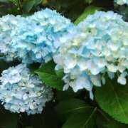 ヒメ日記 2025/06/29 01:15 投稿 しま 熟女の風俗最終章 池袋店