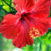 ヒメ日記 2025/07/12 20:34 投稿 しま 熟女の風俗最終章 池袋店