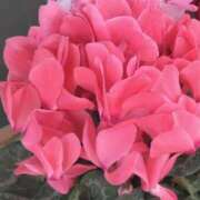 ヒメ日記 2026/01/08 20:32 投稿 しま 熟女の風俗最終章 池袋店