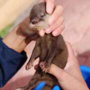 ヒメ日記 2025/06/05 08:50 投稿 みい 熟女の風俗最終章 蒲田店