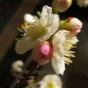 ヒメ日記 2025/03/04 03:13 投稿 けいな 五反田・品川おかあさん