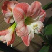 ヒメ日記 2025/06/05 06:12 投稿 けいな 五反田・品川おかあさん