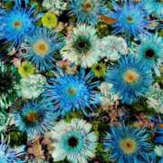 ヒメ日記 2025/05/01 19:35 投稿 椿かえで 彩タマンサ（埼玉ハレ系）