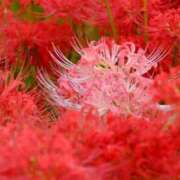 椿かえで 12月出勤します🎅🎄 彩タマンサ（埼玉ハレ系）