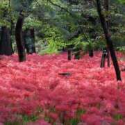 ヒメ日記 2025/12/08 11:04 投稿 椿かえで 彩タマンサ（埼玉ハレ系）