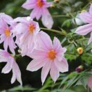 ヒメ日記 2024/12/05 10:09 投稿 かほ 熟女総本店 堺東店