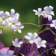 ヒメ日記 2024/12/09 22:59 投稿 かほ 熟女総本店 堺東店