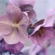 ヒメ日記 2024/12/13 21:29 投稿 かほ 熟女総本店 堺東店