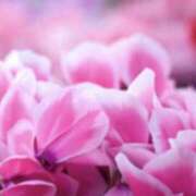 ヒメ日記 2024/12/15 08:59 投稿 かほ 熟女総本店 堺東店