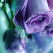 ヒメ日記 2024/12/16 22:29 投稿 かほ 熟女総本店 堺東店