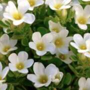 ヒメ日記 2024/12/18 08:59 投稿 かほ 熟女総本店 堺東店