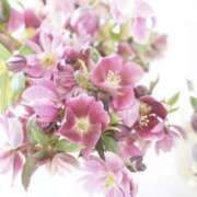 ヒメ日記 2024/12/19 13:29 投稿 かほ 熟女総本店 堺東店