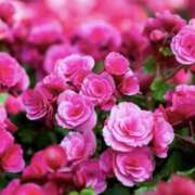 ヒメ日記 2024/12/27 21:49 投稿 かほ 熟女総本店 堺東店