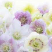 ヒメ日記 2024/12/29 08:39 投稿 かほ 熟女総本店 堺東店