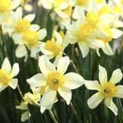 ヒメ日記 2025/01/03 23:59 投稿 かほ 熟女総本店 堺東店