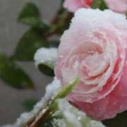 ヒメ日記 2025/01/13 08:30 投稿 かほ 熟女総本店 堺東店