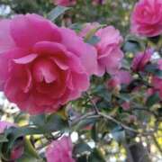 ヒメ日記 2025/01/29 08:49 投稿 かほ 熟女総本店 堺東店