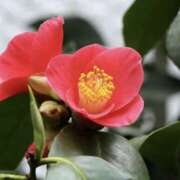 ヒメ日記 2025/02/12 08:59 投稿 かほ 熟女総本店 堺東店