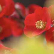 ヒメ日記 2025/02/14 22:19 投稿 かほ 熟女総本店 堺東店