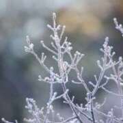 ヒメ日記 2025/02/20 07:29 投稿 かほ 熟女総本店 堺東店