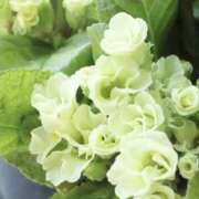 ヒメ日記 2025/02/23 07:19 投稿 かほ 熟女総本店 堺東店