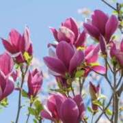 ヒメ日記 2025/03/17 22:39 投稿 かほ 熟女総本店 堺東店