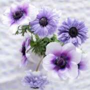 ヒメ日記 2025/03/19 07:39 投稿 かほ 熟女総本店 堺東店