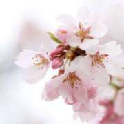 ヒメ日記 2025/03/27 13:59 投稿 かほ 熟女総本店 堺東店