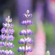 ヒメ日記 2025/03/30 08:49 投稿 かほ 熟女総本店 堺東店