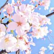 ヒメ日記 2025/04/01 08:19 投稿 かほ 熟女総本店 堺東店