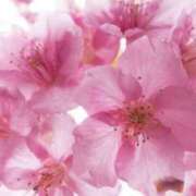 ヒメ日記 2025/04/03 06:59 投稿 かほ 熟女総本店 堺東店