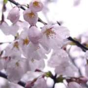 ヒメ日記 2025/04/06 06:49 投稿 かほ 熟女総本店 堺東店