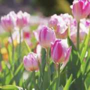 ヒメ日記 2025/04/09 07:19 投稿 かほ 熟女総本店 堺東店