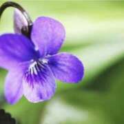 ヒメ日記 2025/04/10 07:19 投稿 かほ 熟女総本店 堺東店