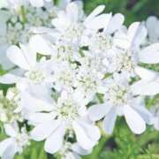 ヒメ日記 2025/04/12 00:39 投稿 かほ 熟女総本店 堺東店