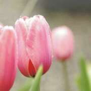 ヒメ日記 2025/04/13 07:39 投稿 かほ 熟女総本店 堺東店