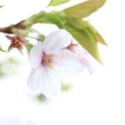 ヒメ日記 2025/04/16 06:09 投稿 かほ 熟女総本店 堺東店